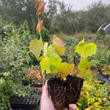 Plantas de semilla de vid del Amur