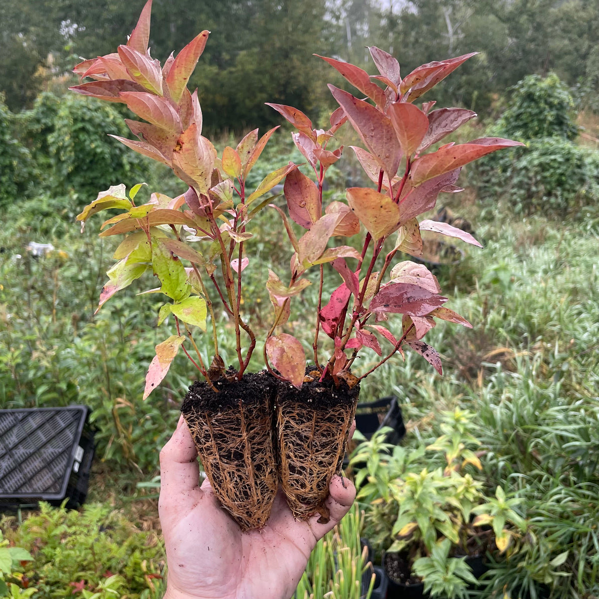 Red Osier Dogwood (Cornus sericea)