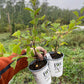 Nanking Cherry