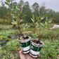 Western Sandcherry