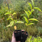 American Wild Plum
