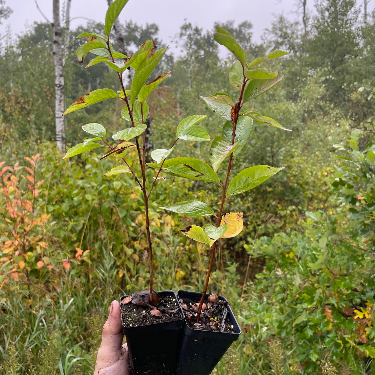 American Wild Plum