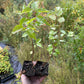 Plantas de semilla de albaricoquero de Manchuria