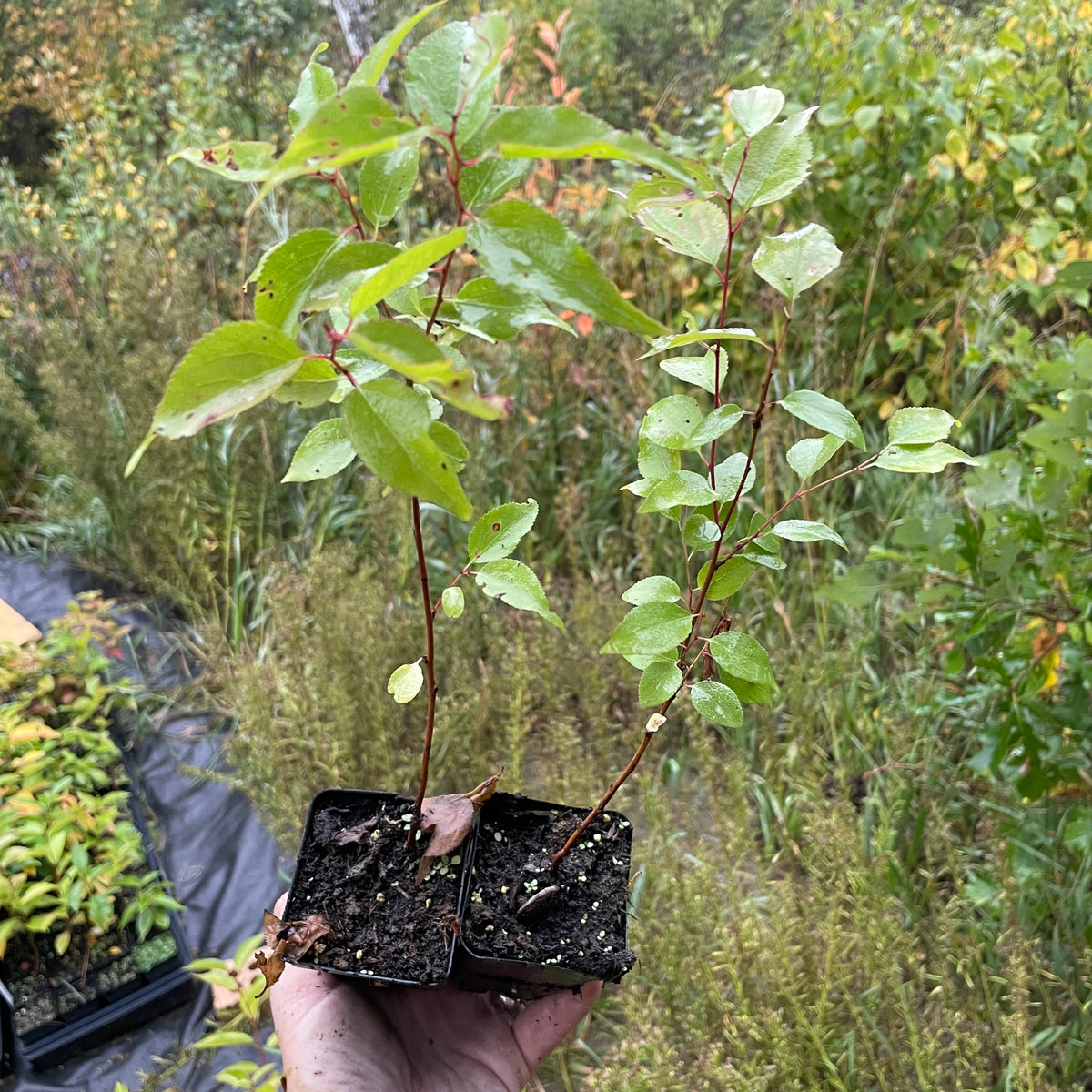 Plantas de semilla de albaricoquero de Manchuria