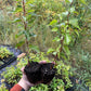 Plantas de semilla de albaricoquero de Manchuria