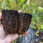Plantas de semilla de albaricoquero de Manchuria