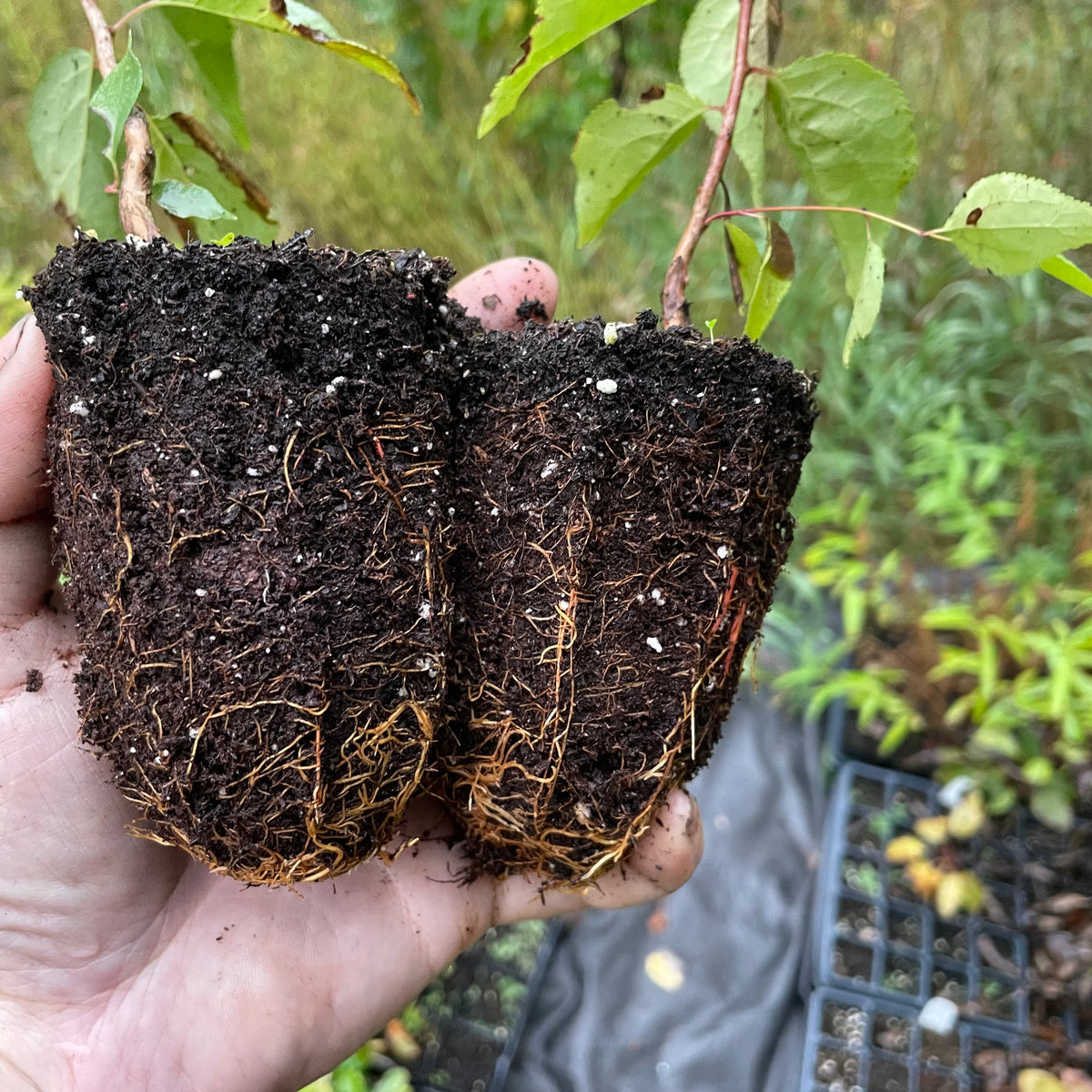 Plantas de semilla de albaricoquero de Manchuria