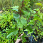 Plantas de semilla de albaricoquero de Manchuria