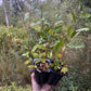 Plantas de eleagno de otoño