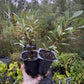 Western Sandcherry