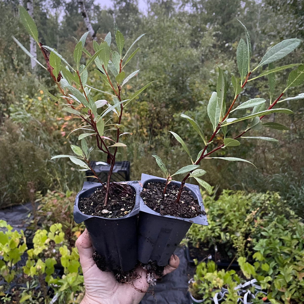 Western Sandcherry