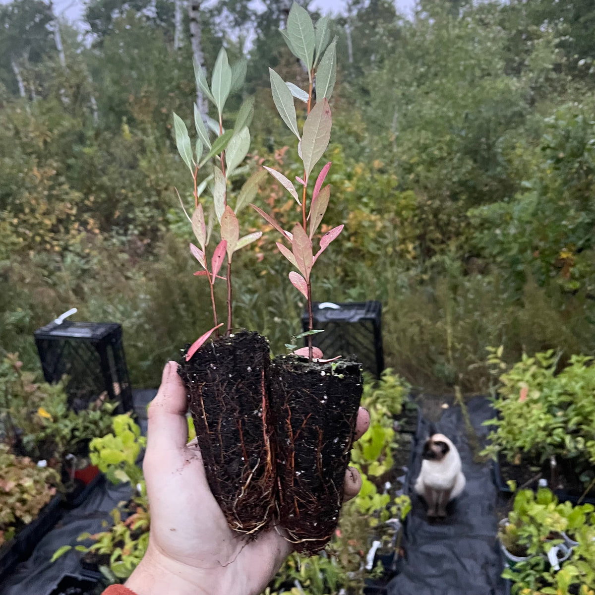 Western Sandcherry