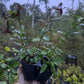 Common quince seedlings in a nursery tray at Oak Summit Nursery.