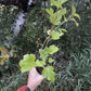 Common Ninebark Plugs