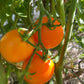 Sun Sugar XL Tomato Seeds