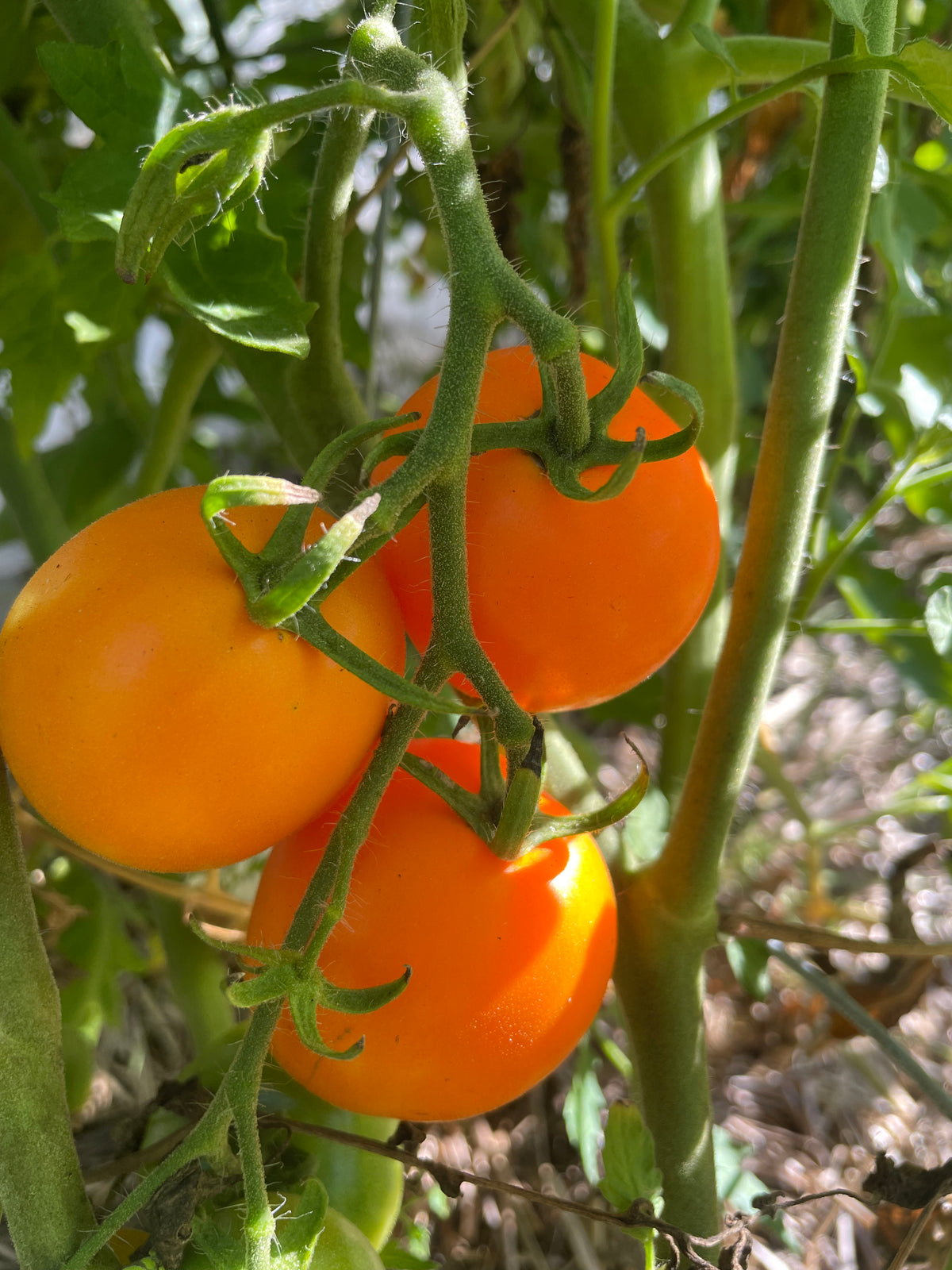 Sun Sugar XL Tomato Seeds