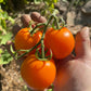 Sun Sugar XL Tomato Seeds
