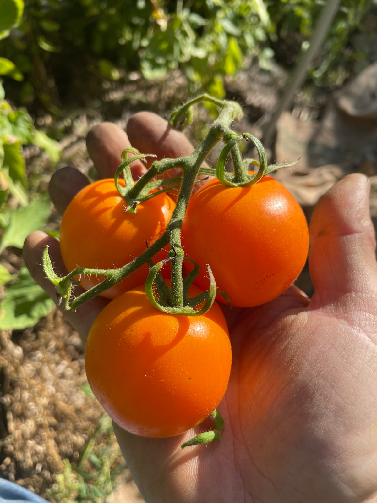 Sun Sugar XL Tomato Seeds