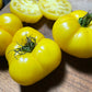 Lemony Tomato Seeds