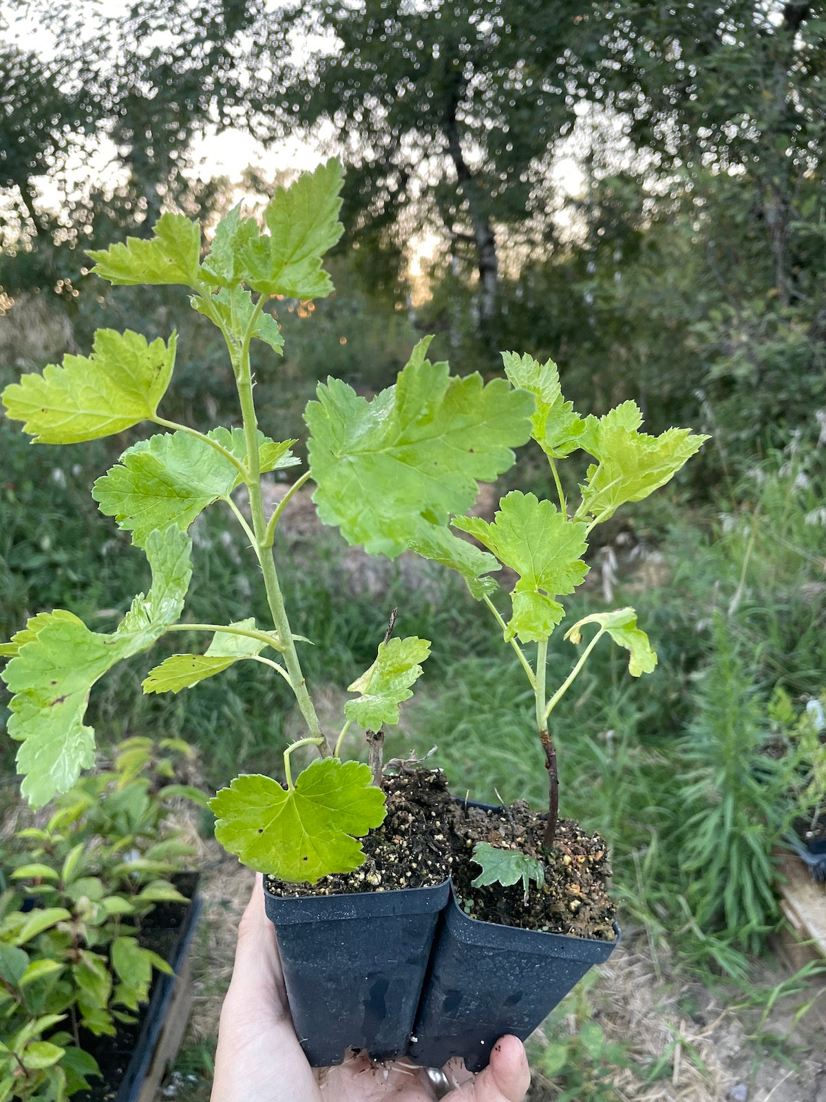 Josta Jostine (Ribes x nidigrolaria 'Jostine')