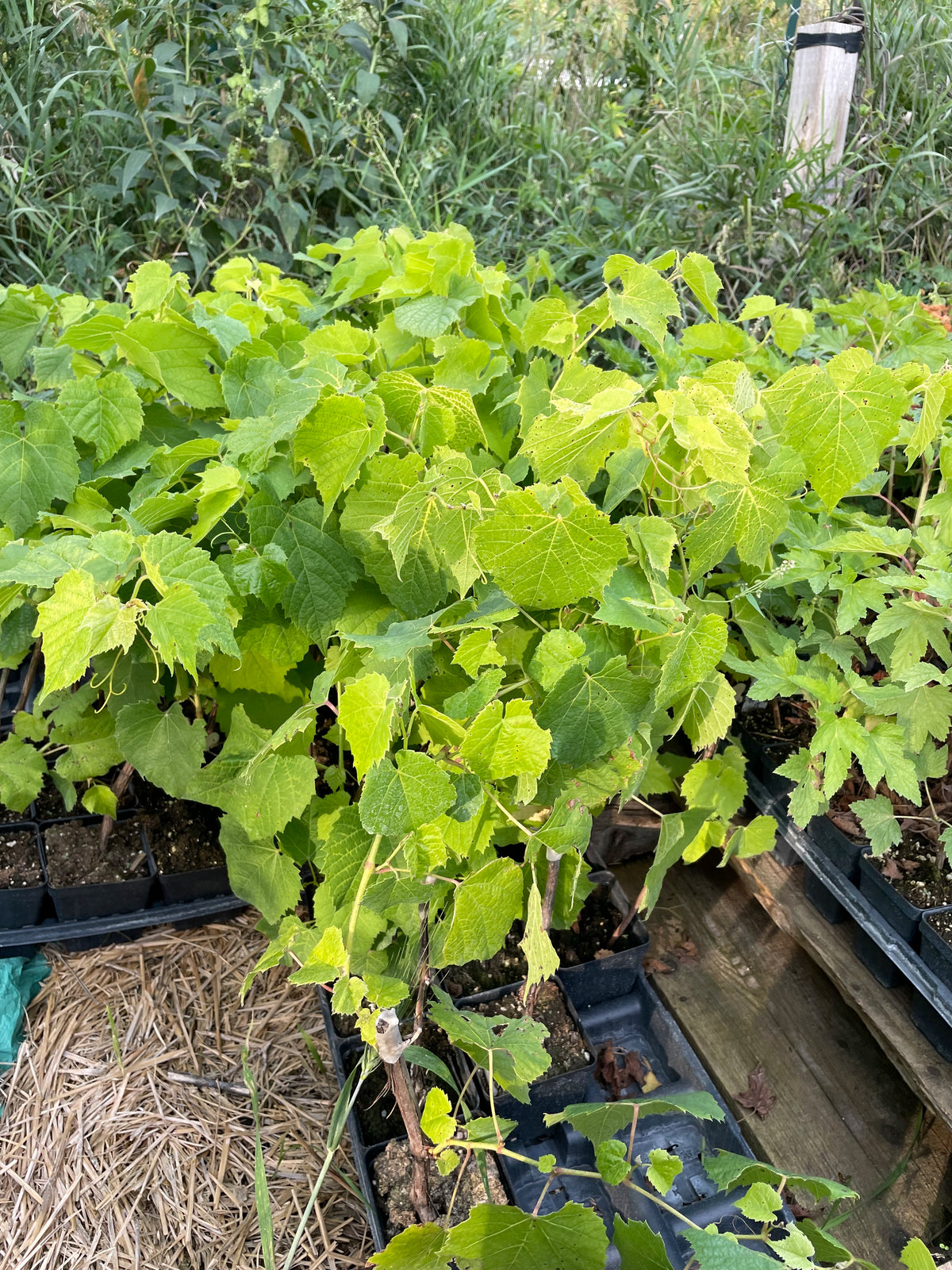 Raisin Valiant