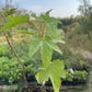 Grosella Negra Ben Sarek (Ribes nigrum 'Ben Sarek')