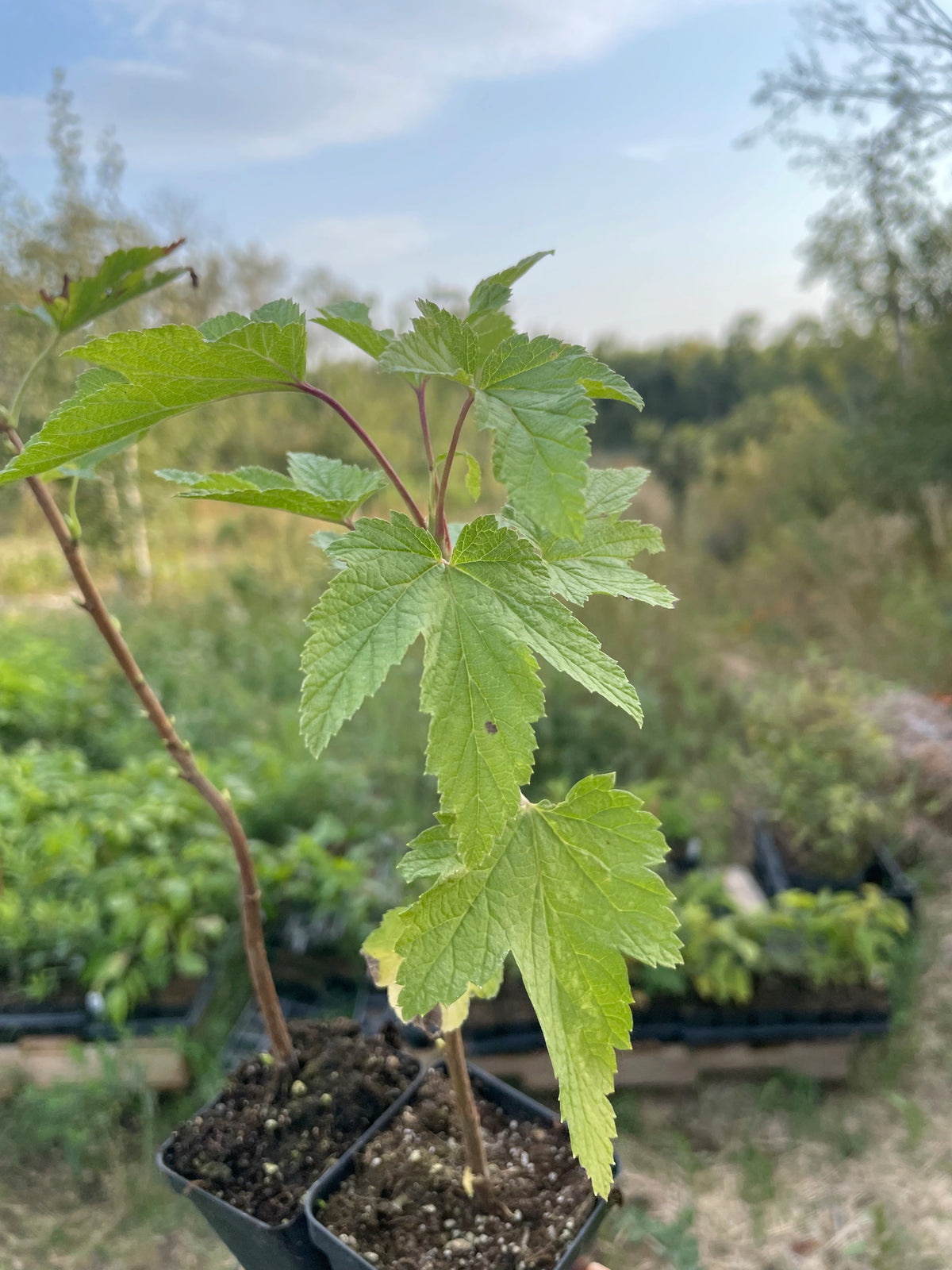 Grosella Negra Ben Sarek (Ribes nigrum 'Ben Sarek')