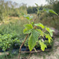 Grosella Negra Ben Sarek (Ribes nigrum 'Ben Sarek')