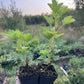 Gloire des Sablons Pink Currant