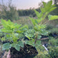 Gloire des Sablons Pink Currant
