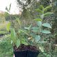 American Wild Plum