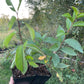 American Wild Plum