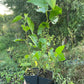 Tatarian White Mulberry