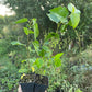 Tatarian White Mulberry