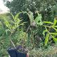 Red Elderberry (Sambucus racemosa)