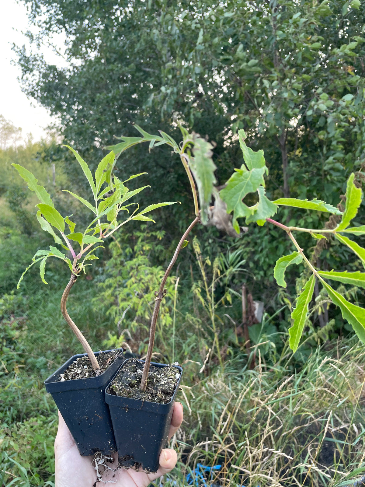 Red Elderberry (Sambucus racemosa)