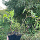 Red Elderberry (Sambucus racemosa)