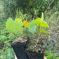Amur Grape Seedlings