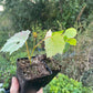 Amur Grape Seedlings