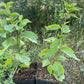 Nanking Cherry