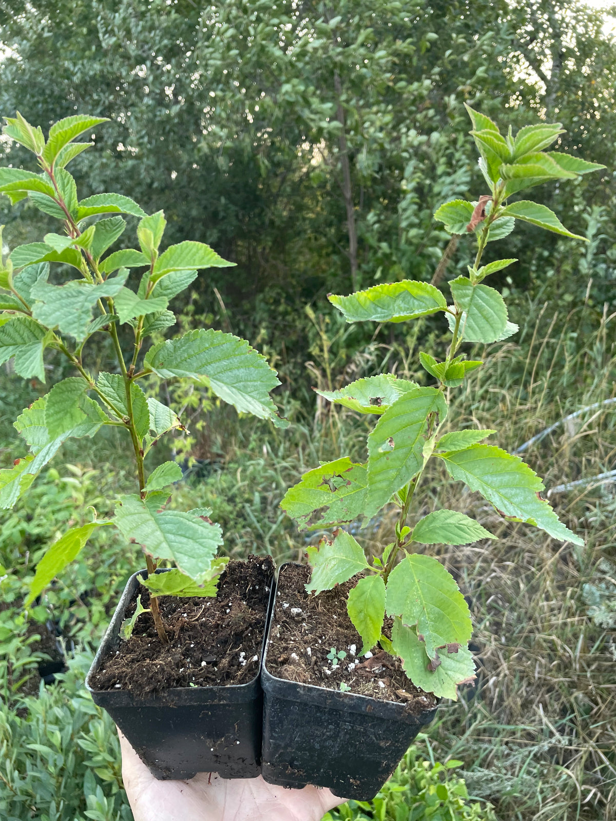 Nanking Cherry