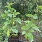 Nanking Cherry