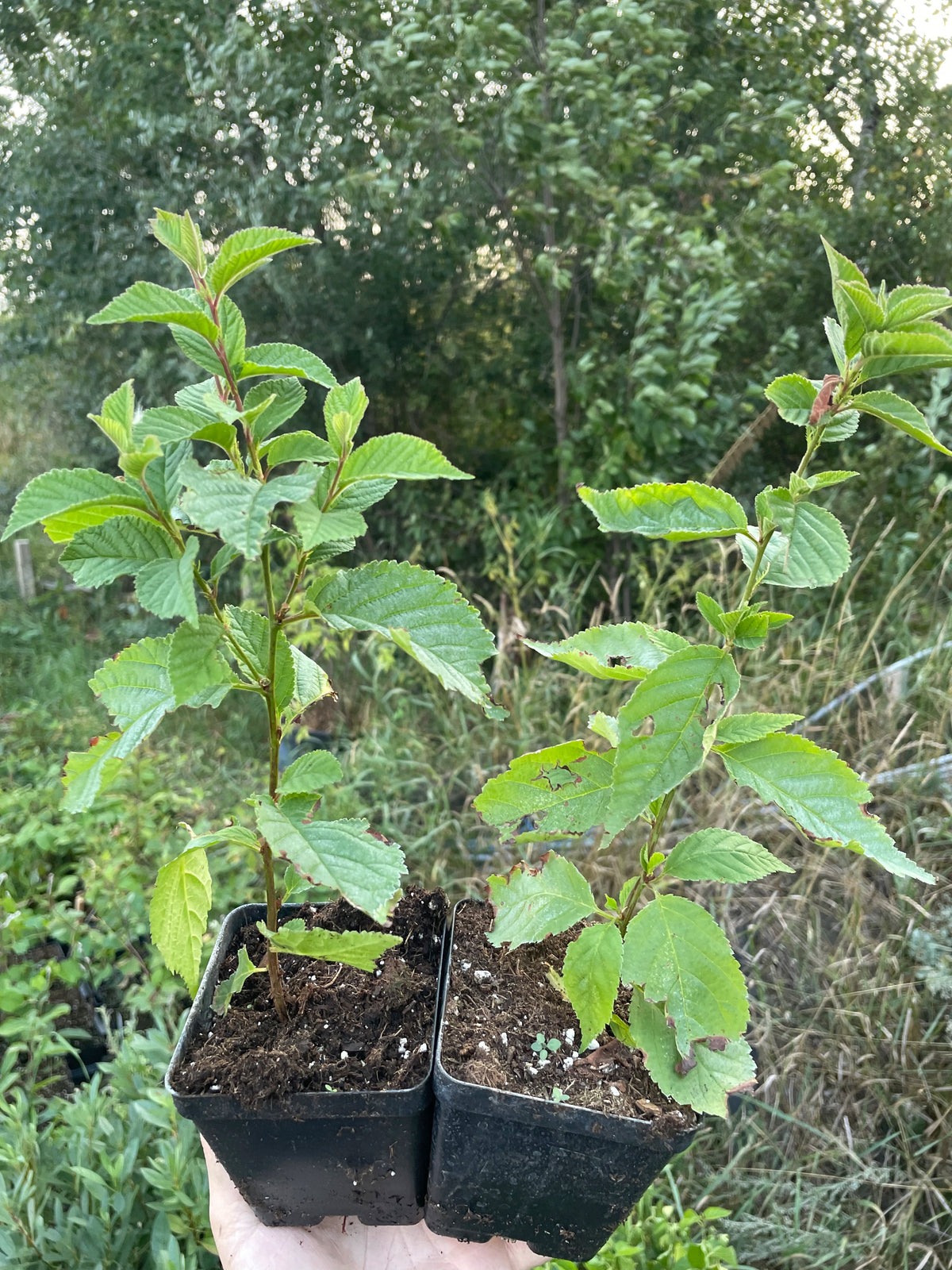 Nanking Cherry