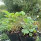 Alpine Strawberry