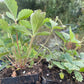 Alpine Strawberry