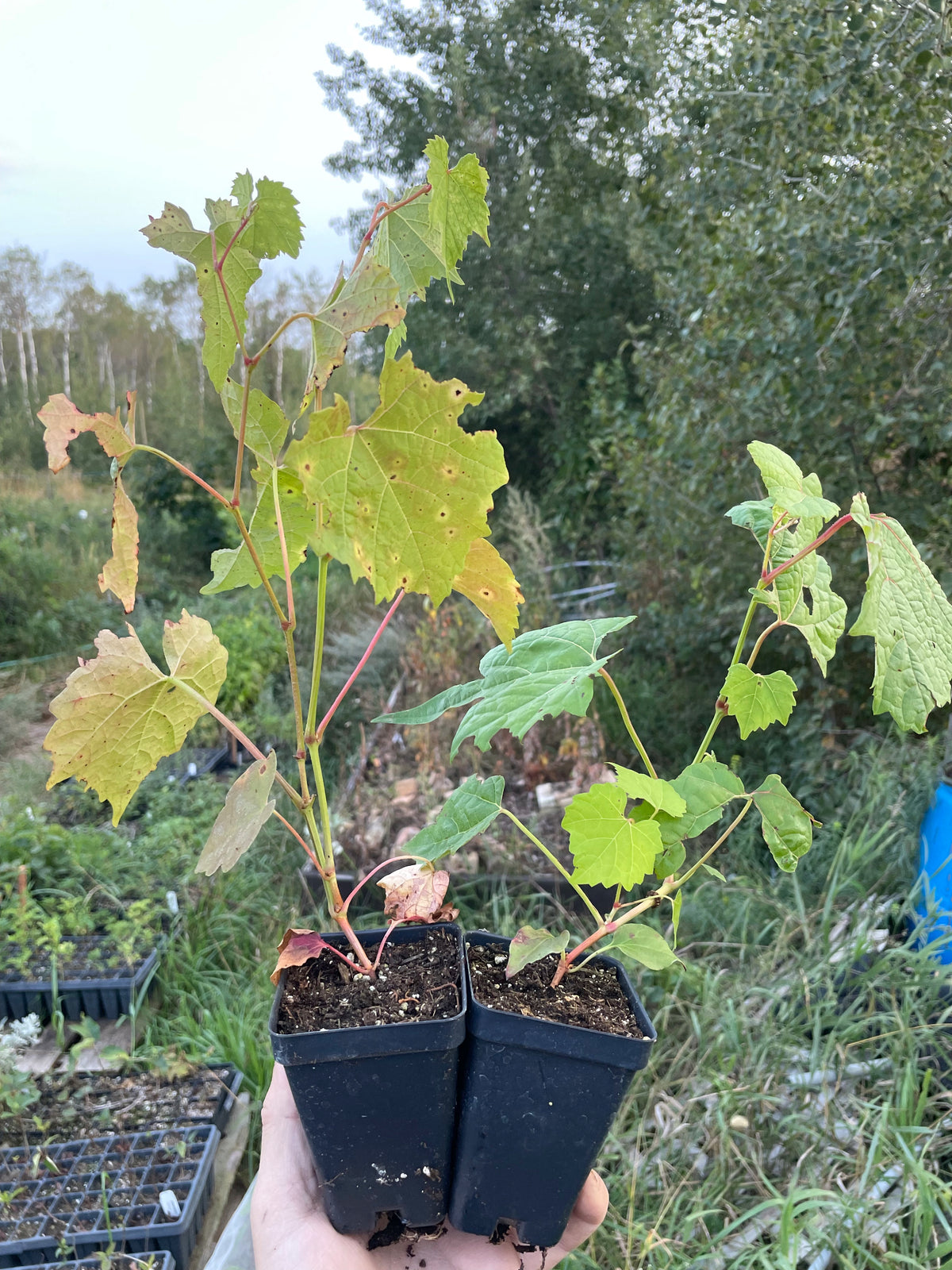 Amur Grape Seedlings
