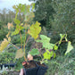 Amur Grape Seedlings