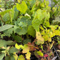 Amur Grape Seedlings