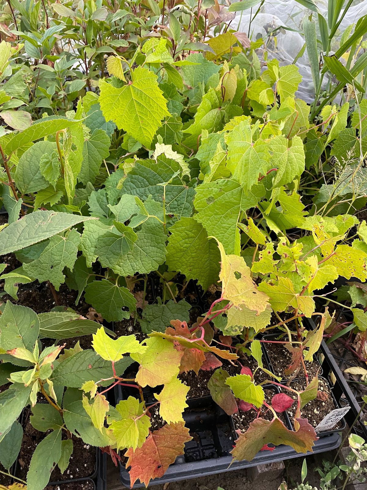 Amur Grape Seedlings