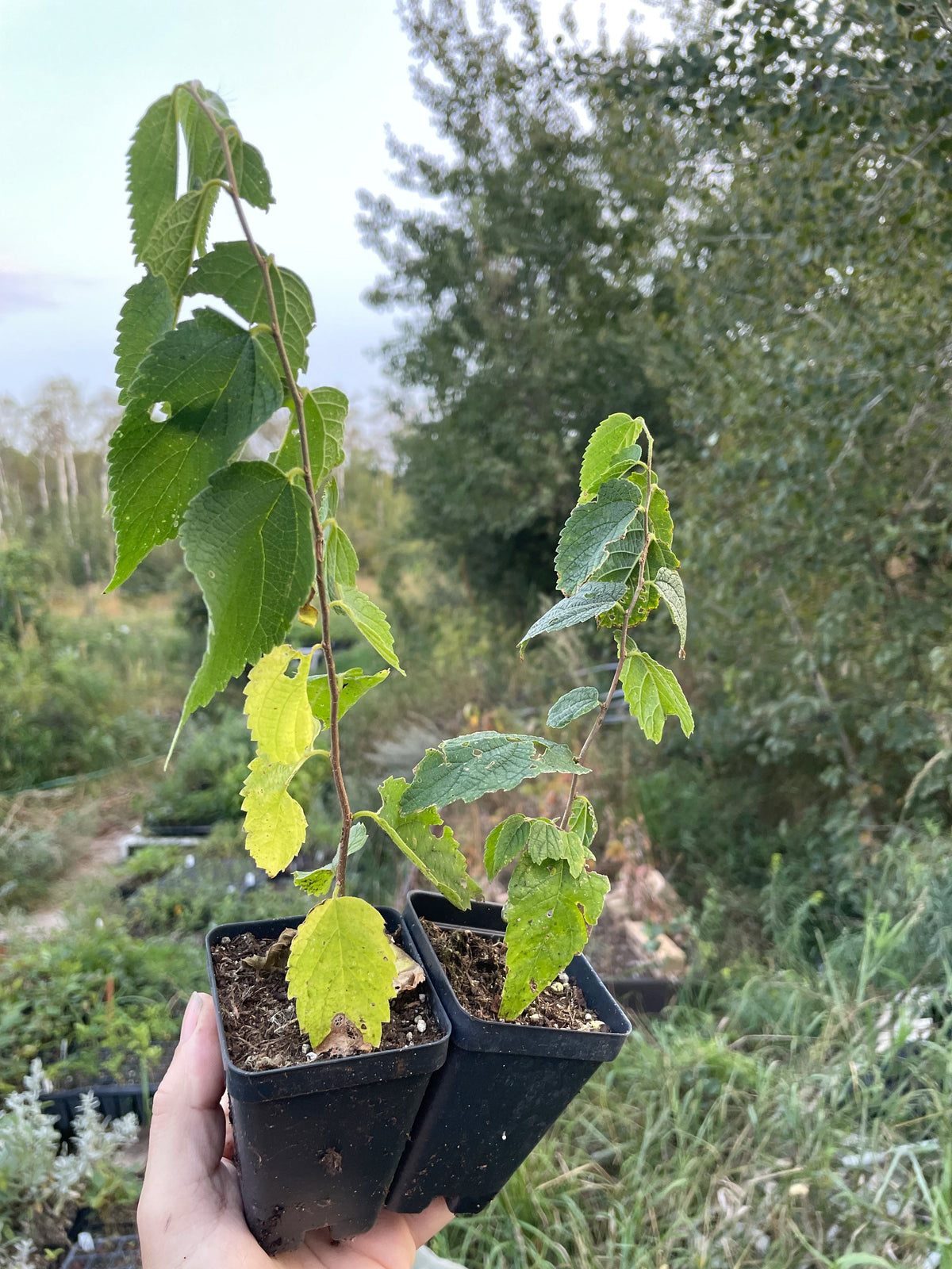 Hackberry